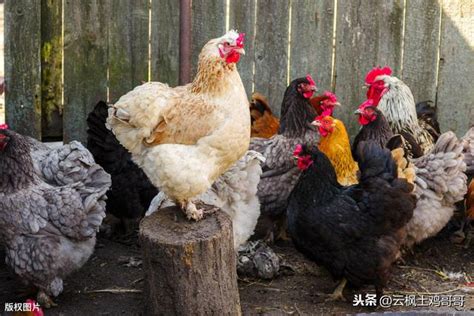 雞要怎麼養|你想自己養雞嗎？新手養雞入門指南1